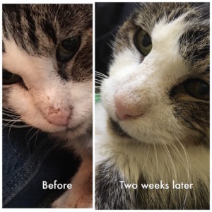 Oscar-Before-and-After