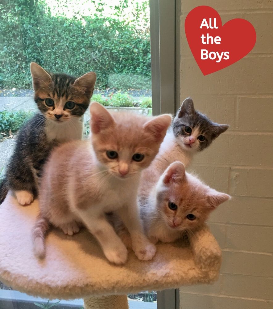 All the boy kittens