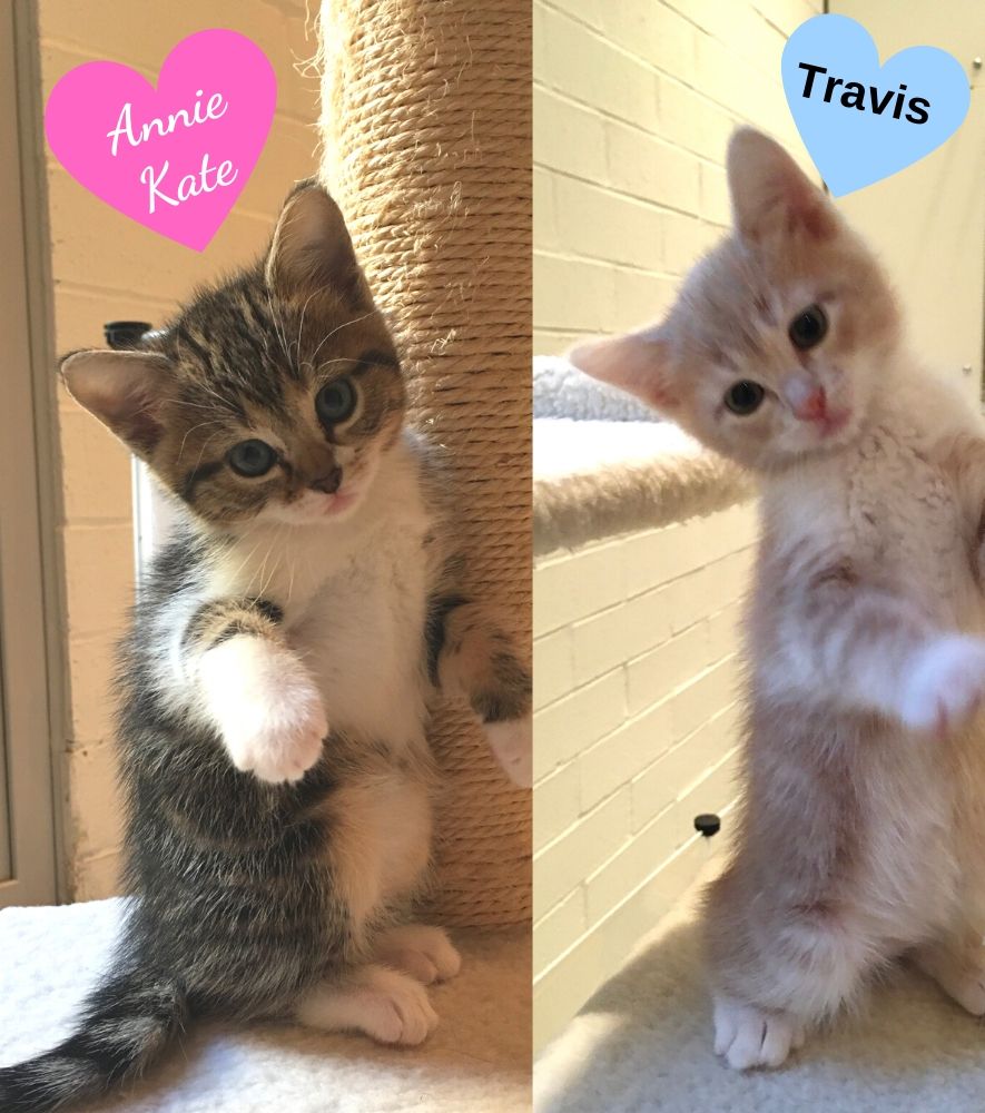 Kittens Annie Kate & Travis