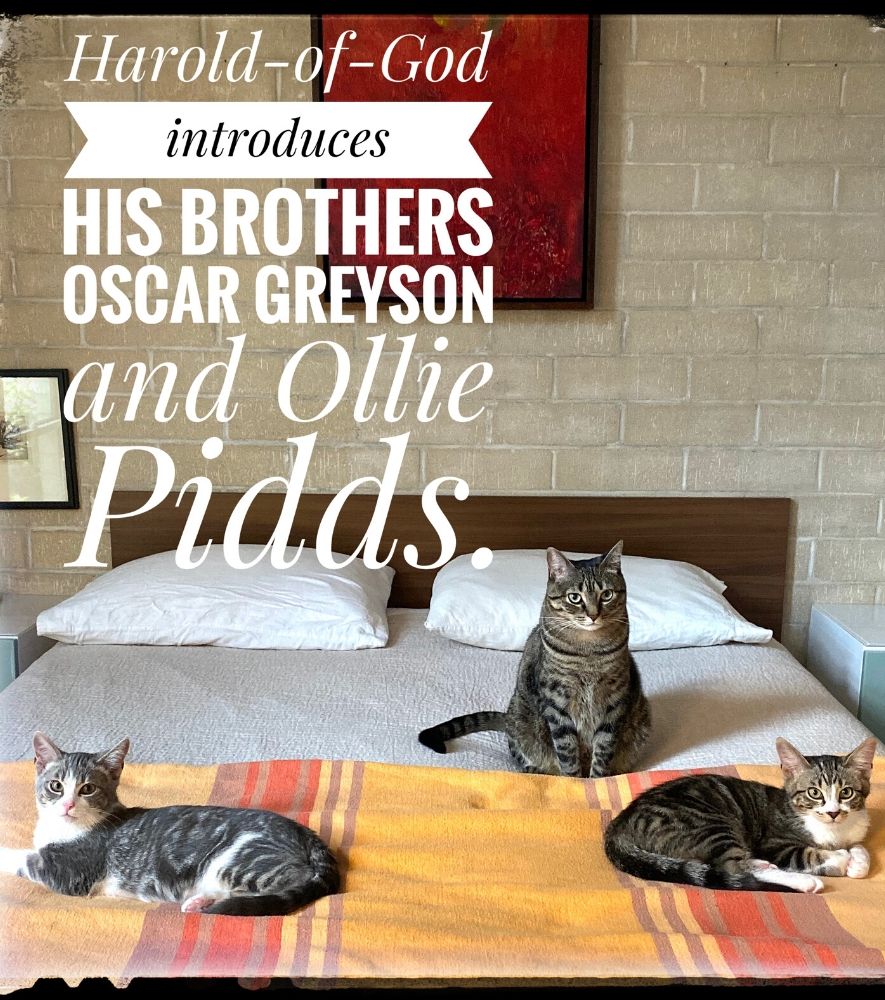 Cat Harold-of-God introduces his kitten brothers