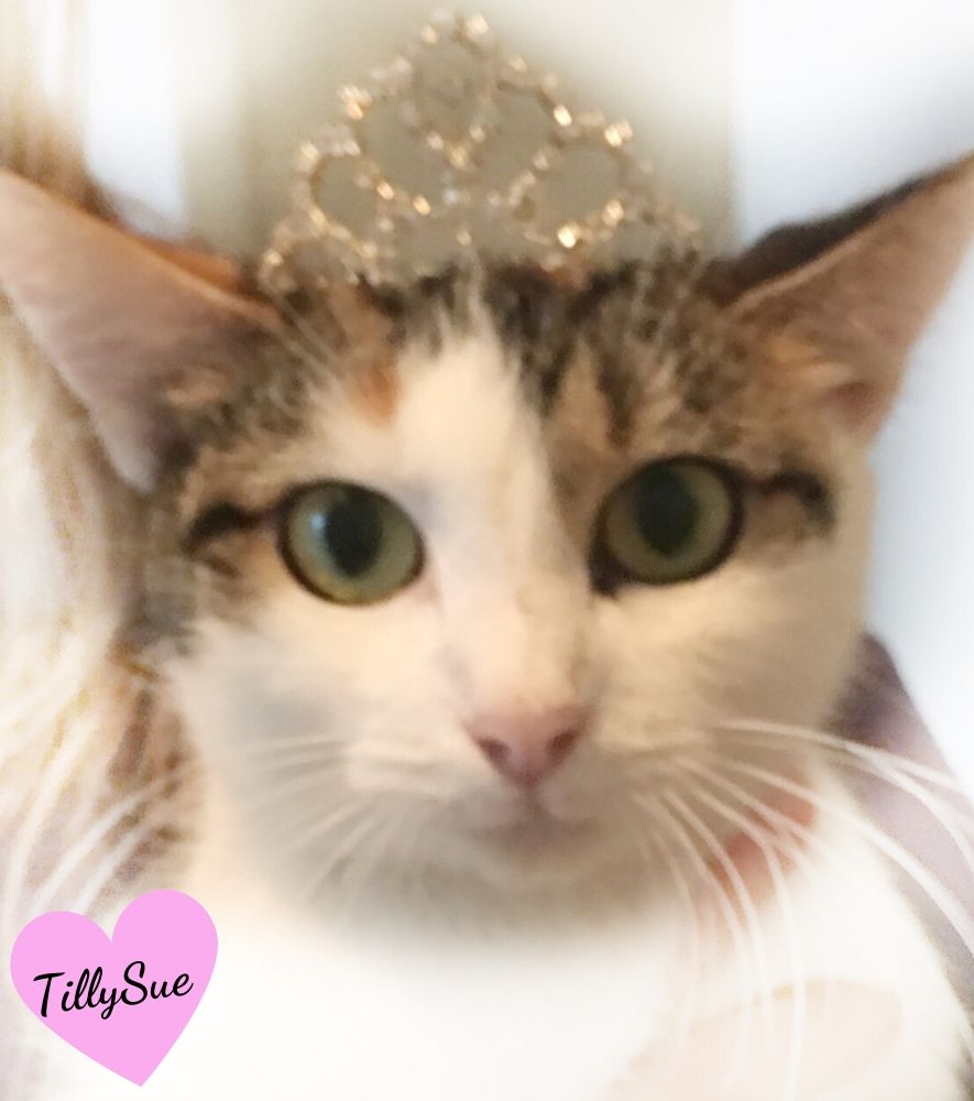 Cat TillySue in her Crown