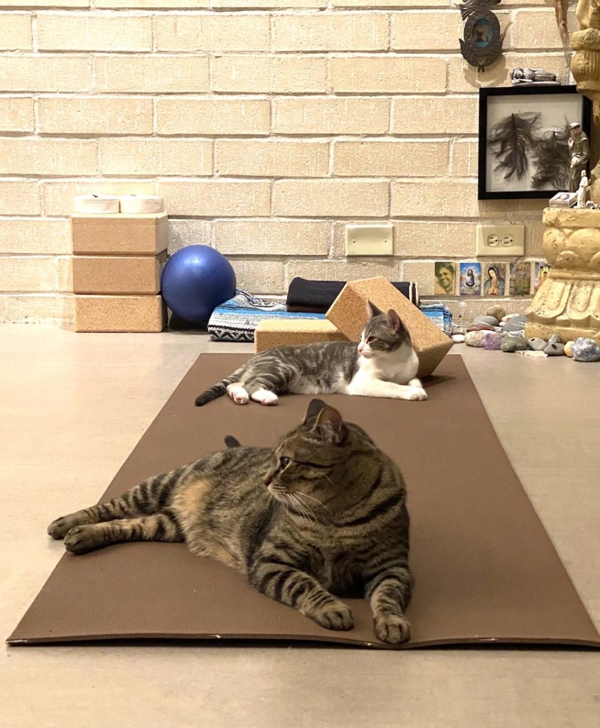 Harold-of-God and Greyson on a yoga mat