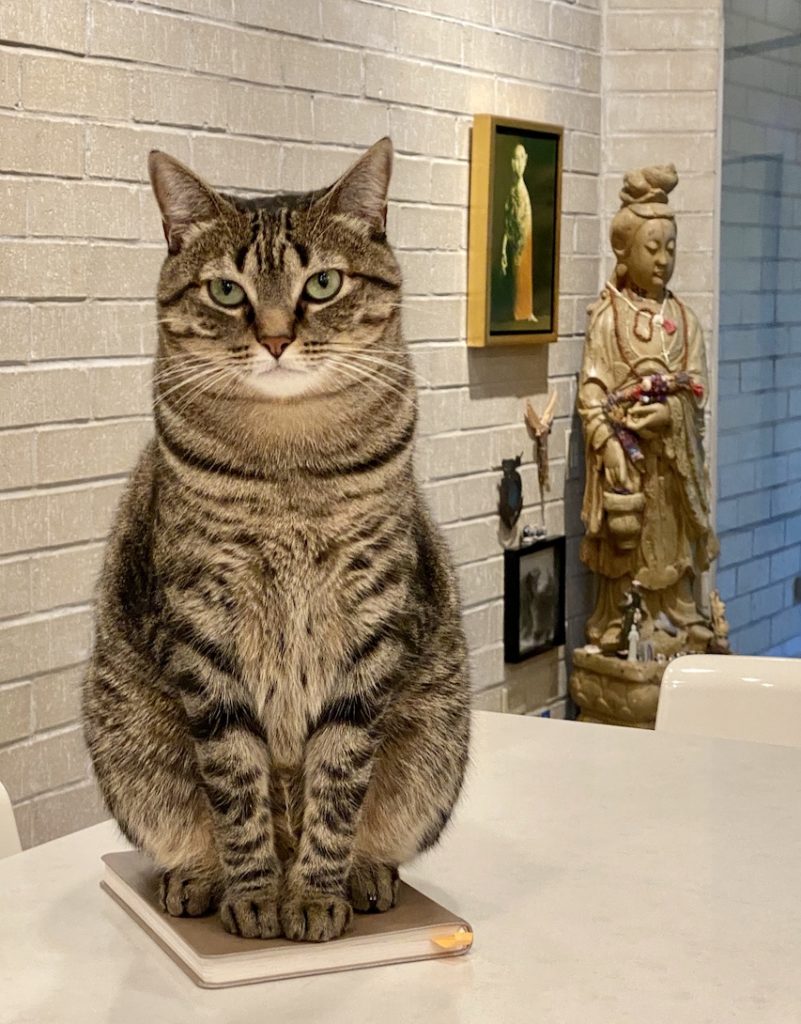 Cat Harold-of-God