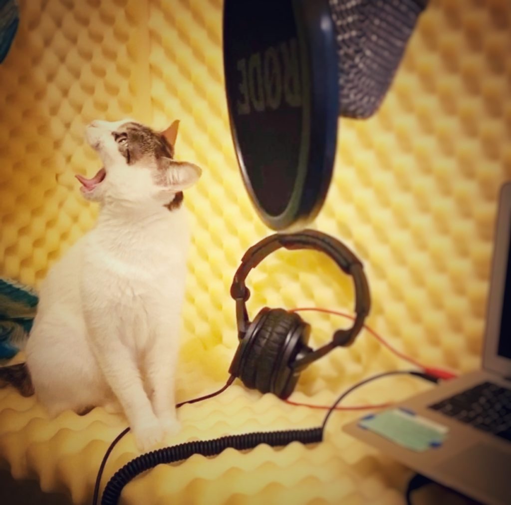 Cat TillySue yawning in the podcast recording room