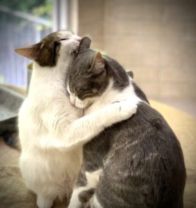 Cat TillySue hugging her kitten, Greyson