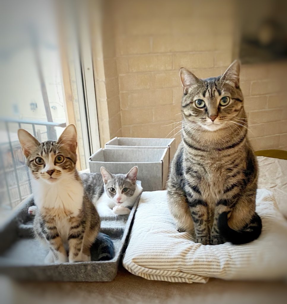 The Three Cat Boys