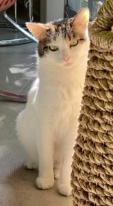 Cat TillySue's Profile Picture