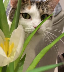 TillySue peeking through the tulips