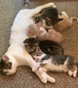 TillySue With All Her Kittens