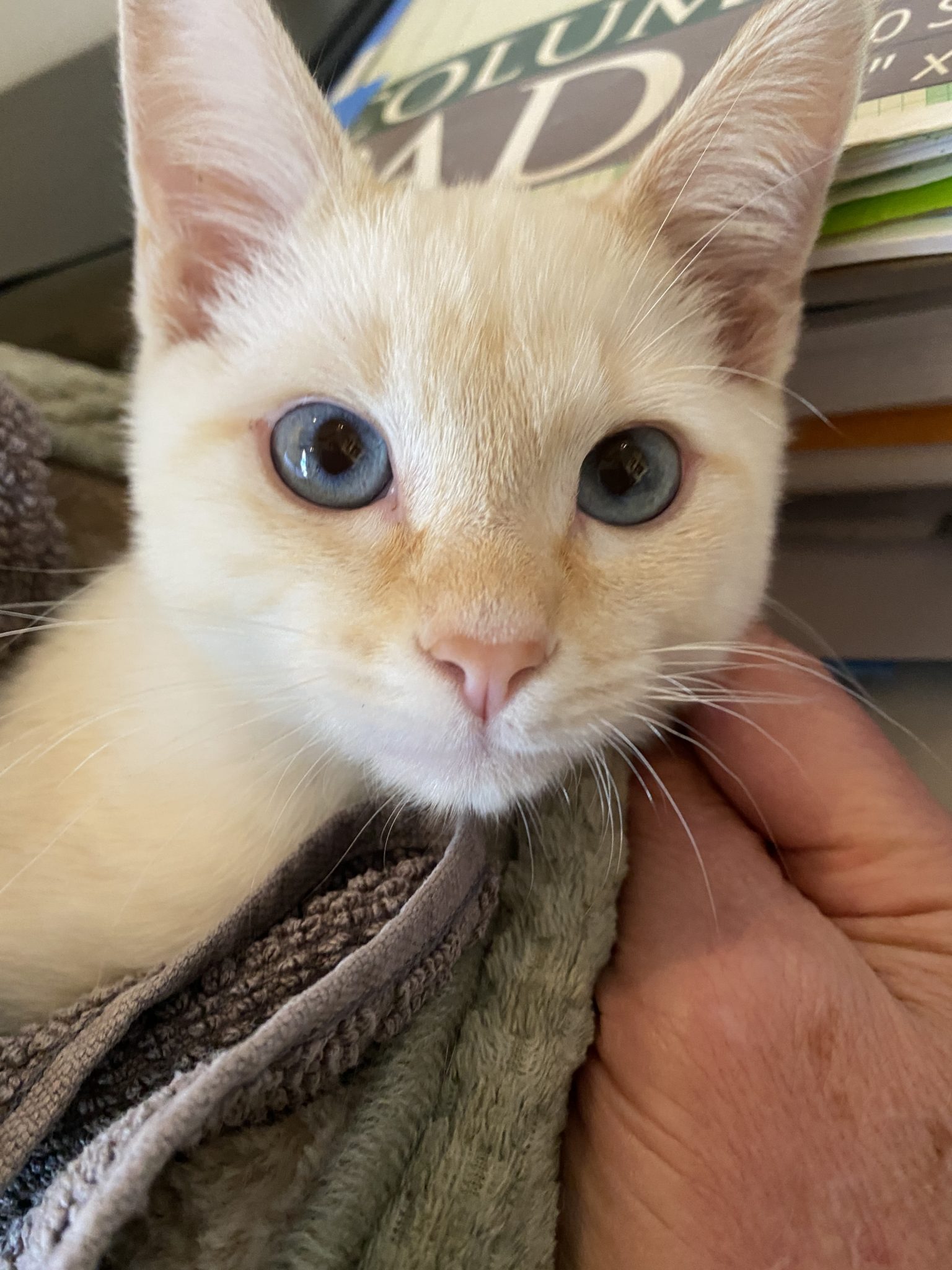 Kitten Louie Blue Eyes
