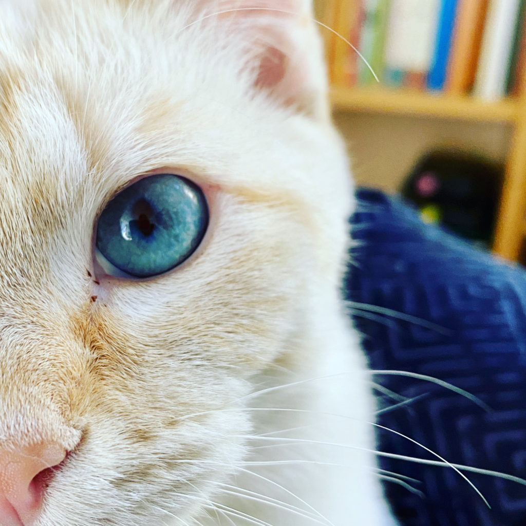 A close up photo of the very blue eye of a cat named Louie Blue Eyes