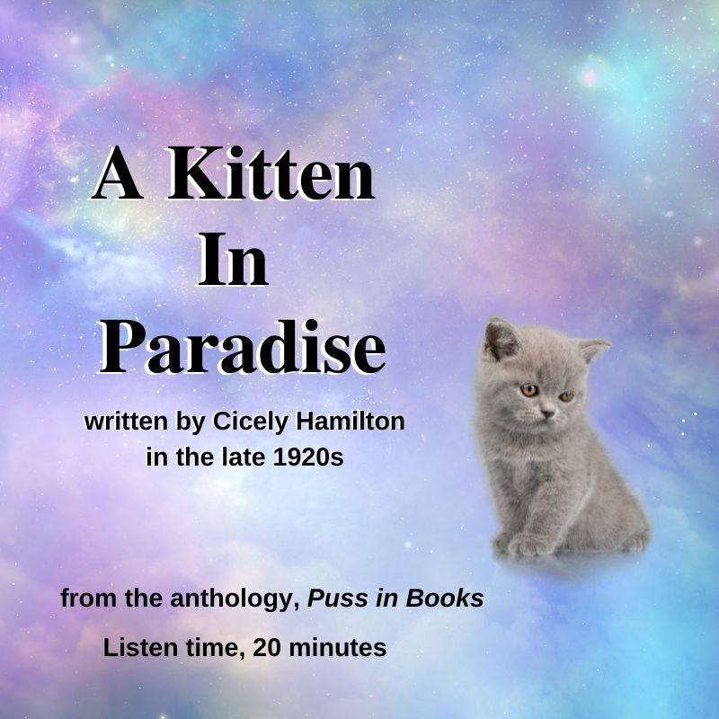 A Kitten in Paradise