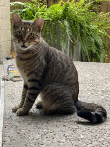 A brown tabby cat named Tewy