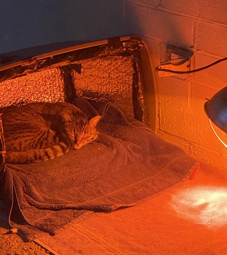 An outside feral cat in his sleeping box with a heat lamp.